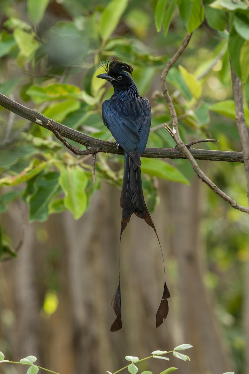 Greater Racket-tailed Drongo - ML619915614