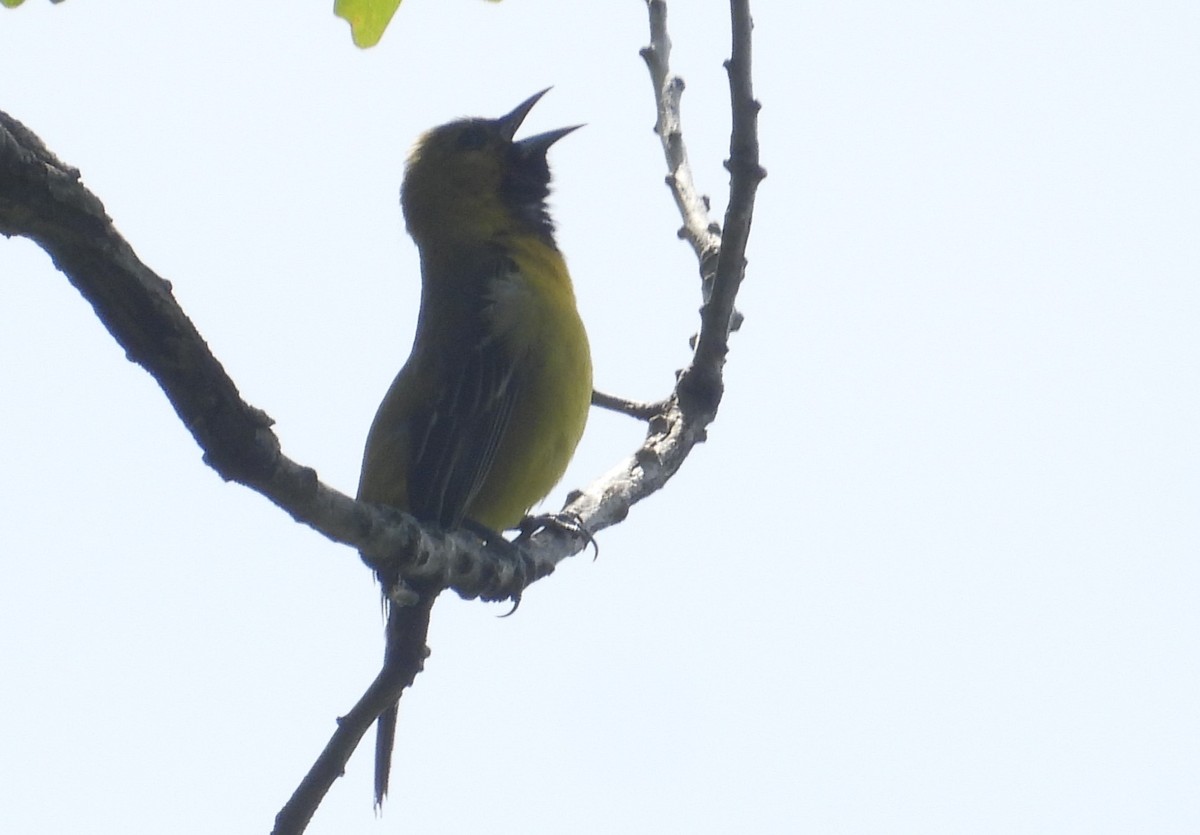 Orchard Oriole - ML619915618
