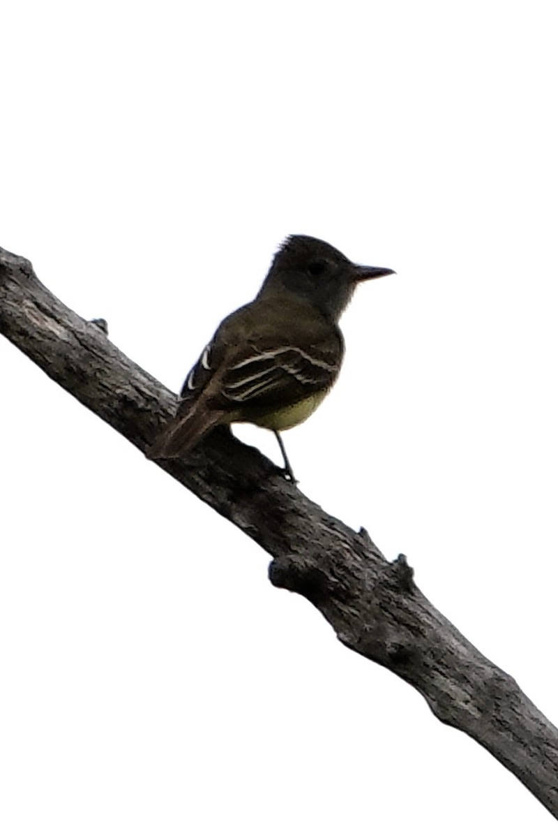 Great Crested Flycatcher - ML619915619