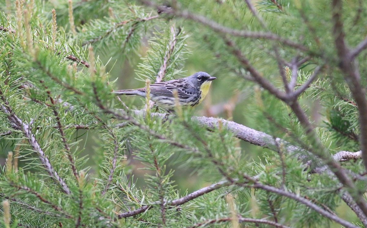 Kirtland's Warbler - ML619915622