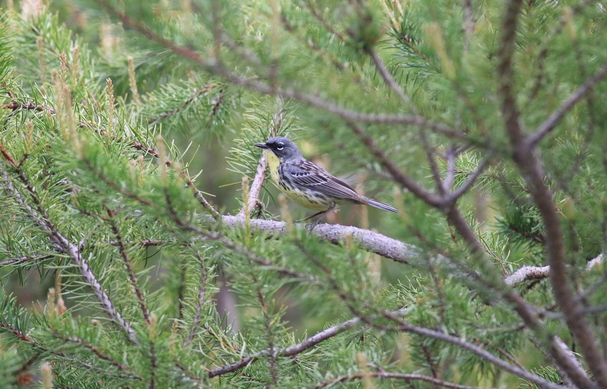 Kirtland's Warbler - ML619915626