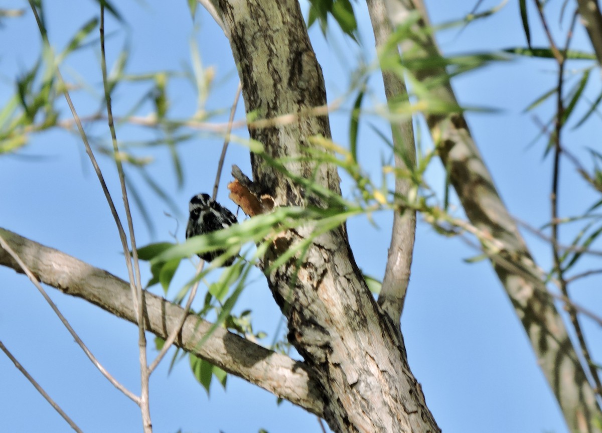 Black-and-white Warbler - ML619915627