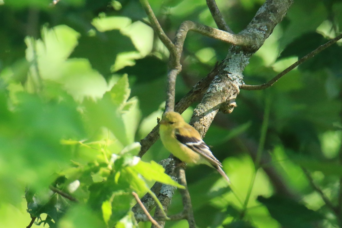 American Goldfinch - ML619915631