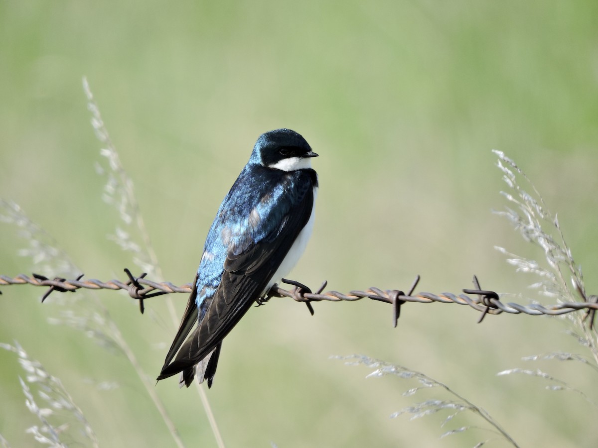 Tree Swallow - ML619915633