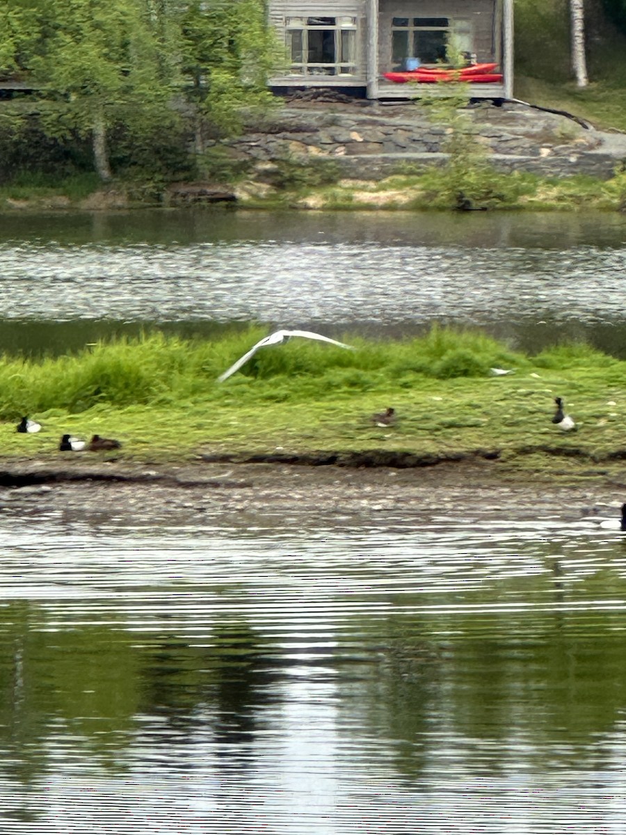 Arctic Tern - ML619915638