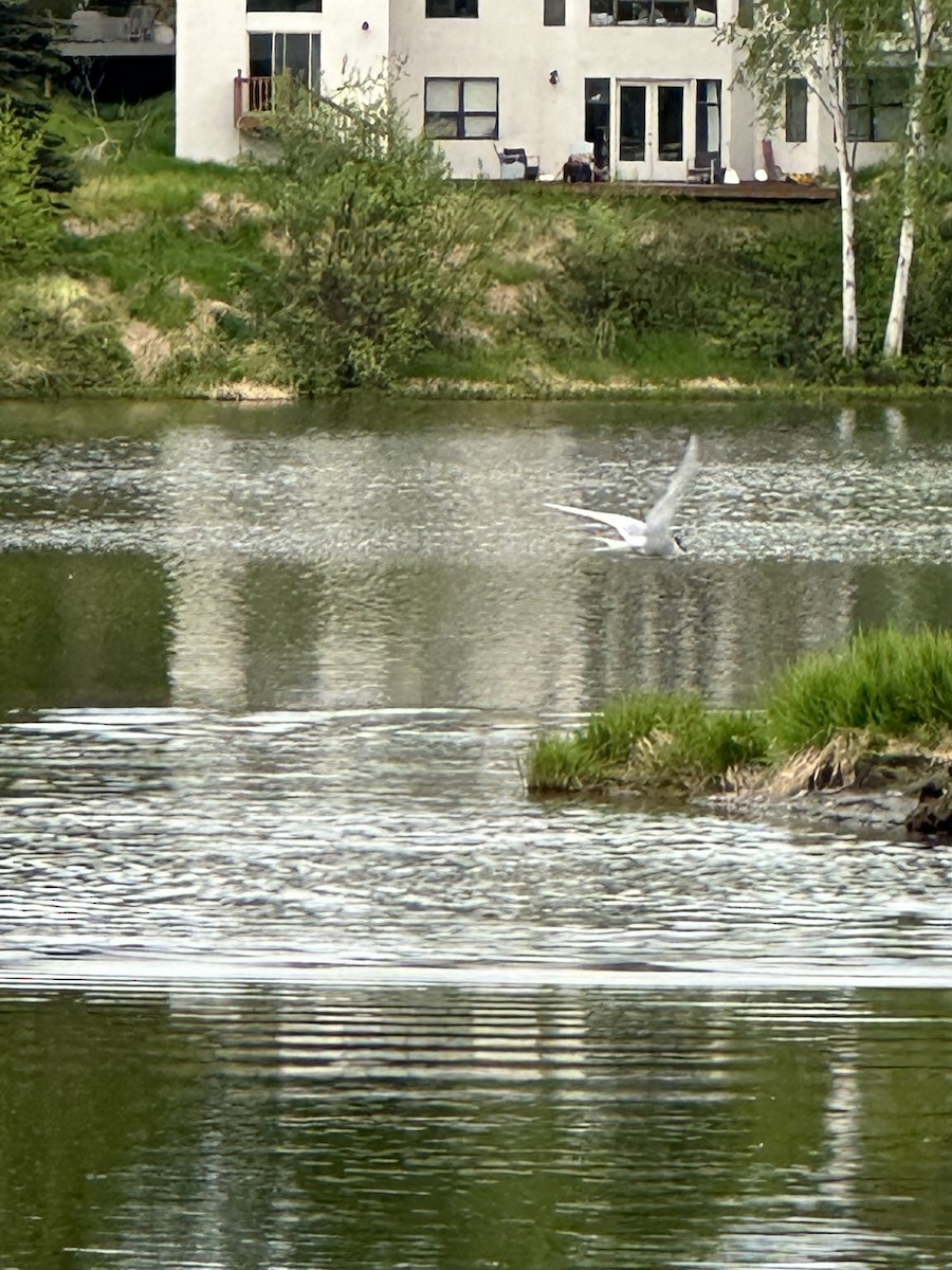 Arctic Tern - ML619915639