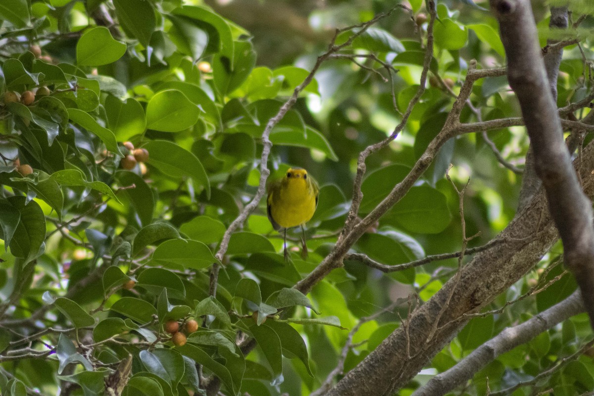 Wilson's Warbler - ML619915649