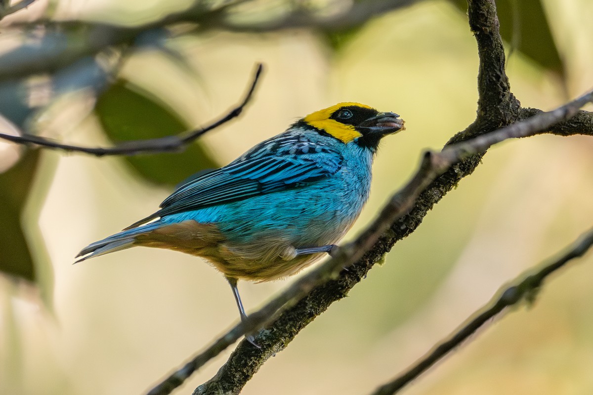 Saffron-crowned Tanager - ML619915651