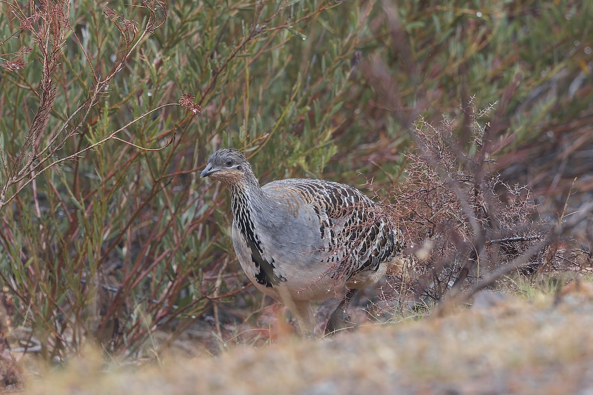 Malleefowl - ML619915656