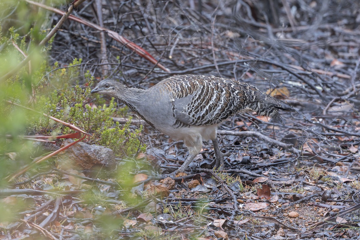 Malleefowl - ML619915660