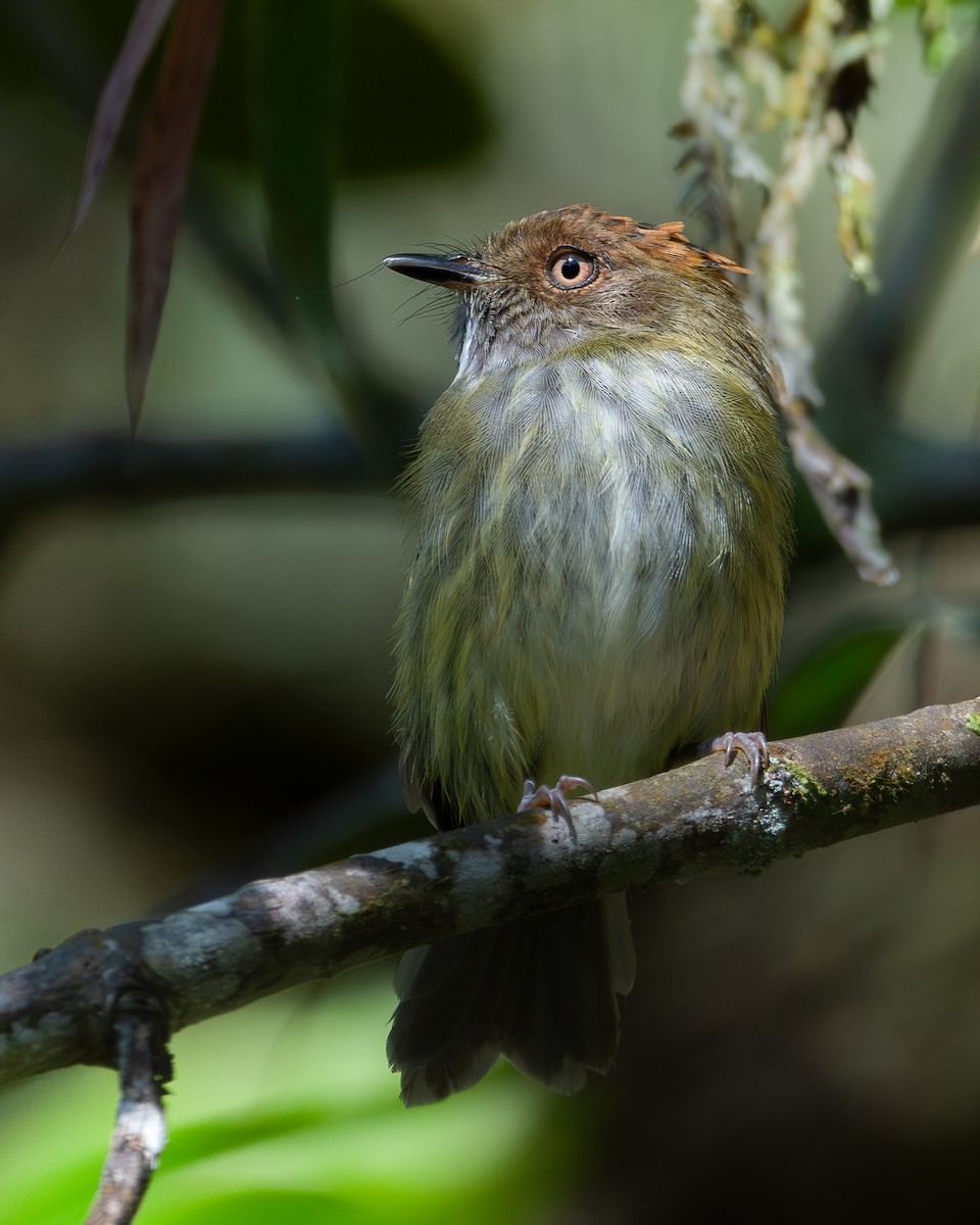 Scale-crested Pygmy-Tyrant - ML619915667