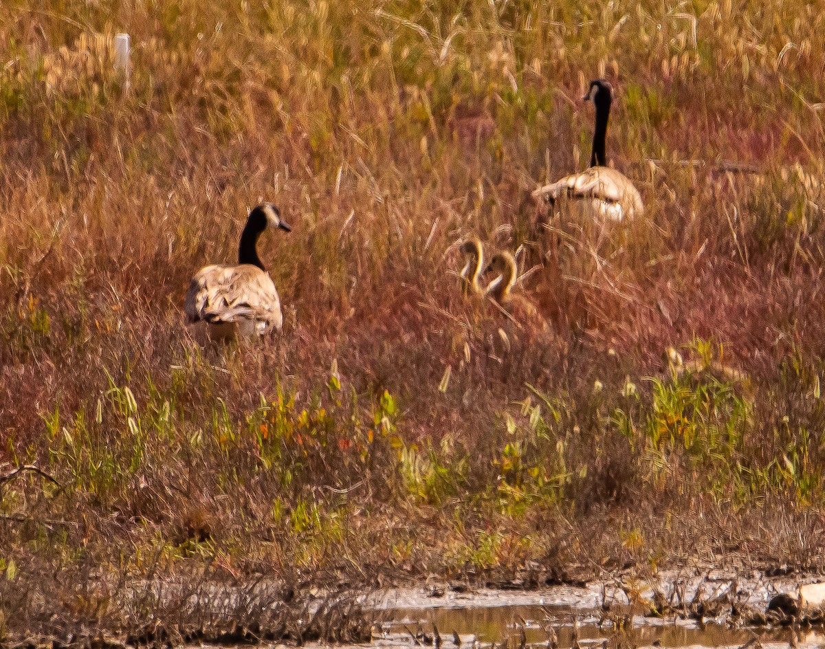 Canada Goose - Betsy Mooney