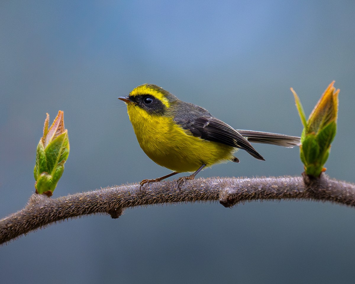 Yellow-bellied Fairy-Fantail - ML619915682