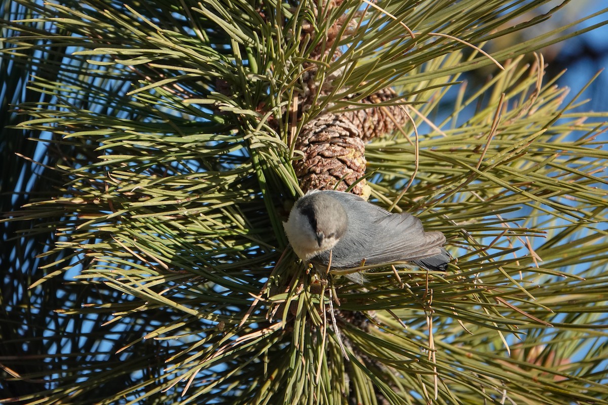 Pygmy Nuthatch - ML619915688