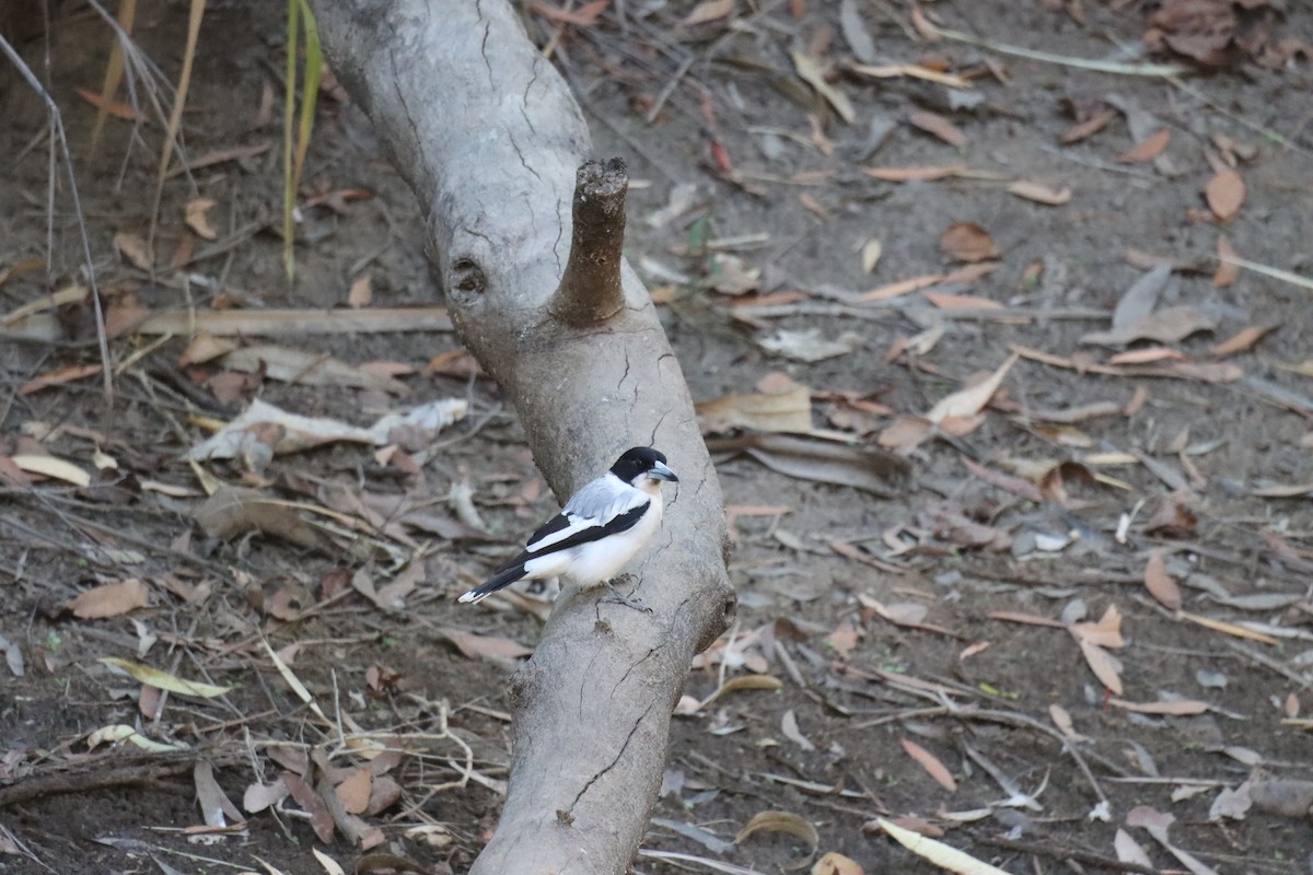 Silver-backed Butcherbird - ML619915689