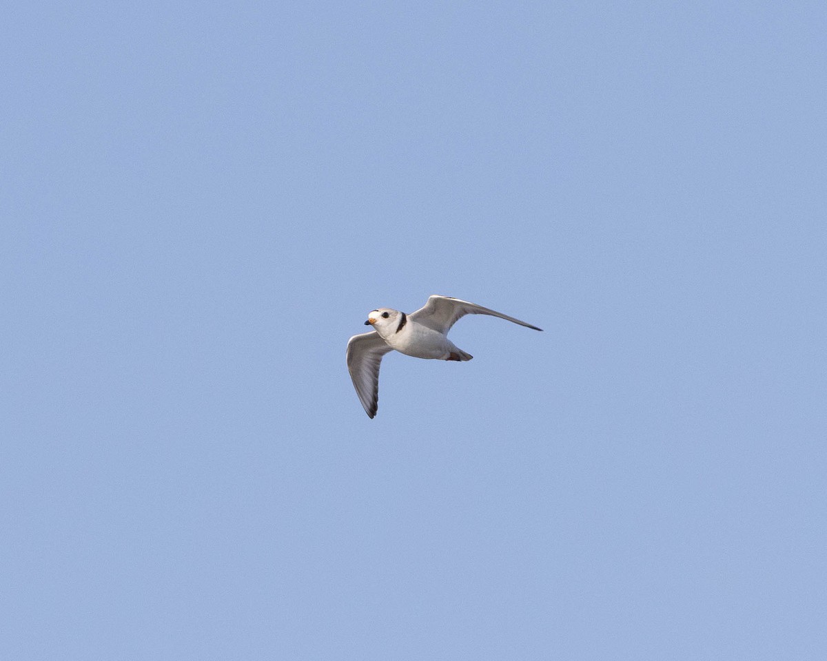 Piping Plover - ML619915721