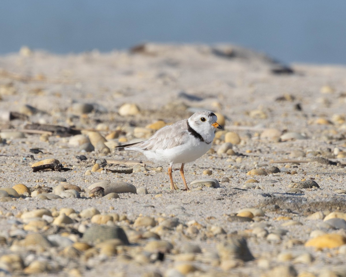 Piping Plover - ML619915722