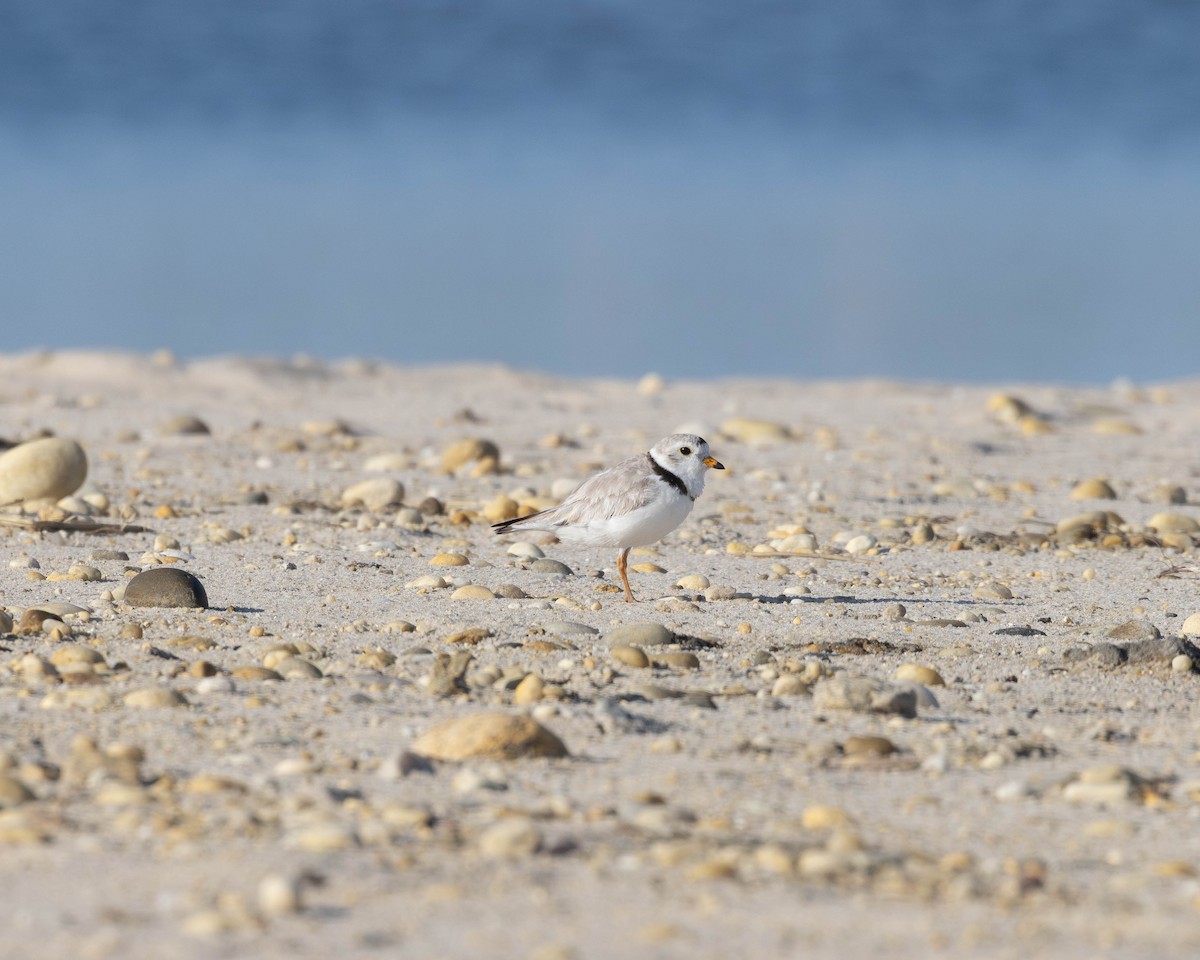 Piping Plover - ML619915723
