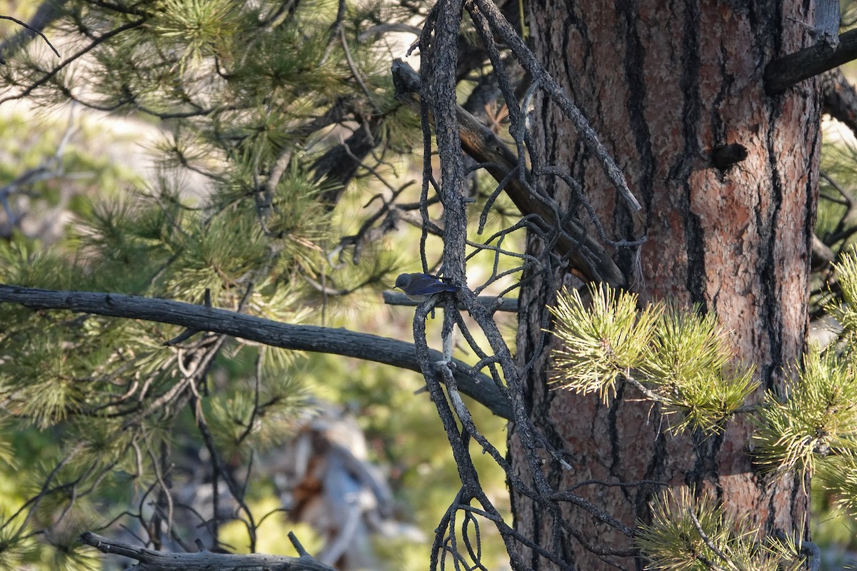 Western Bluebird - ML619915724