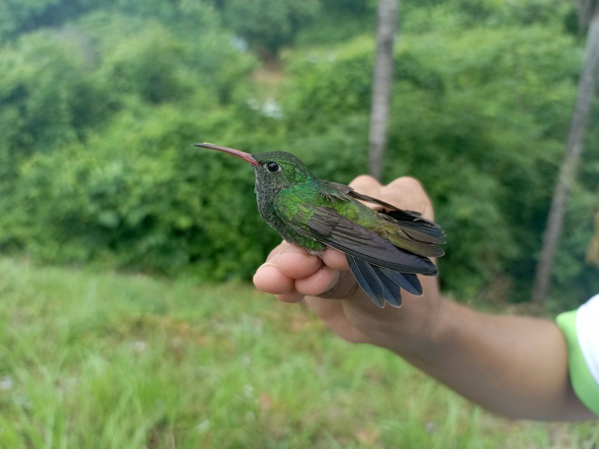 kolibřík zrcadlový - ML619915726