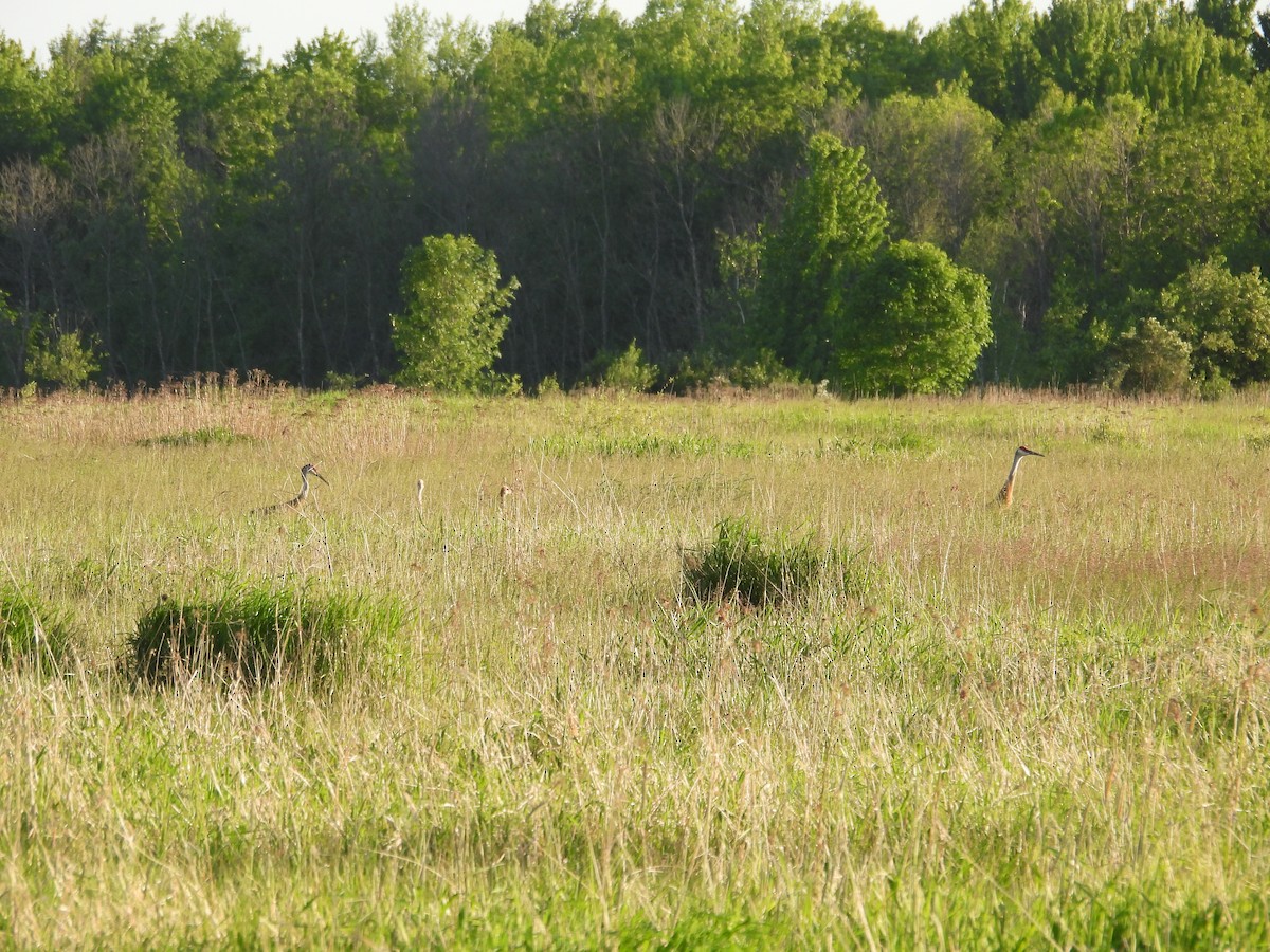 Sandhill Crane - ML619915727