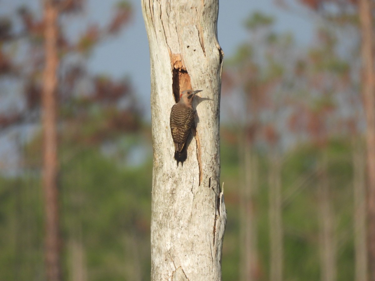 Northern Flicker - ML619915739