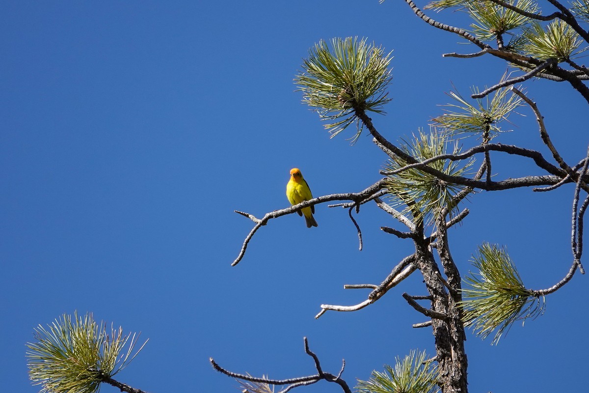 Western Tanager - ML619915752