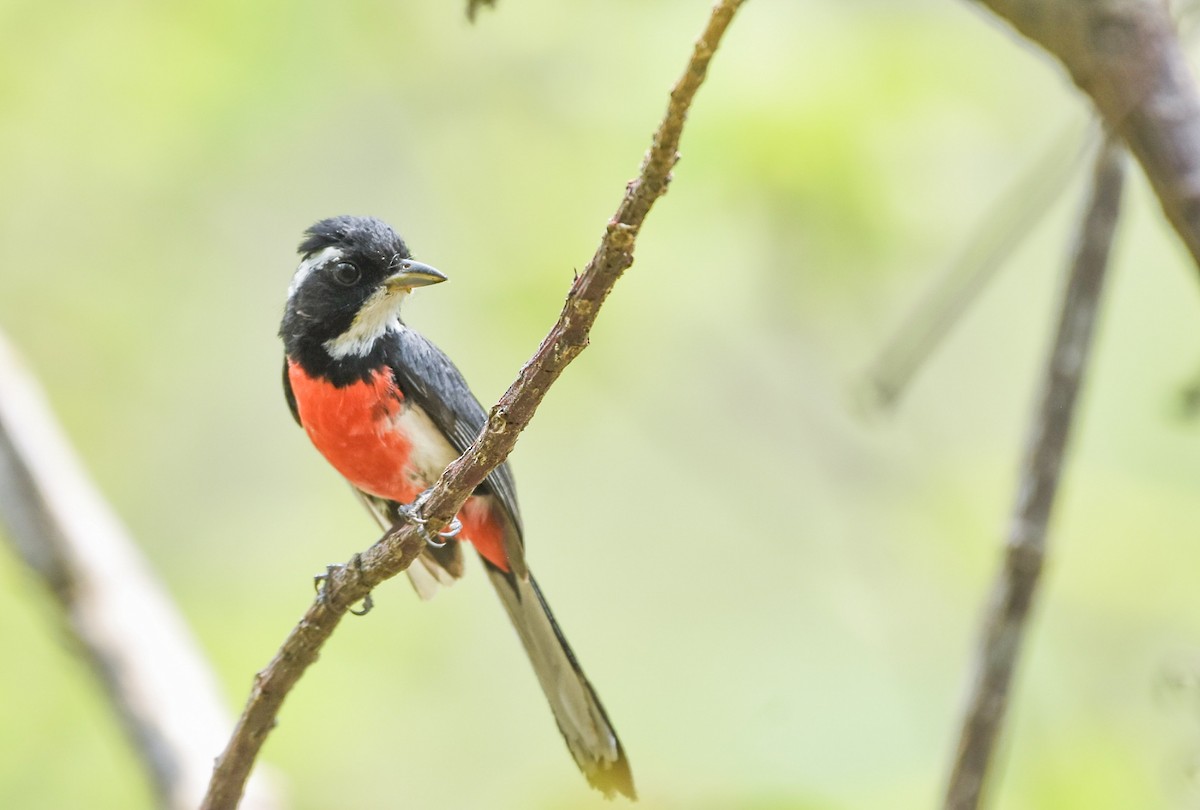 Red-breasted Chat - ML619915756