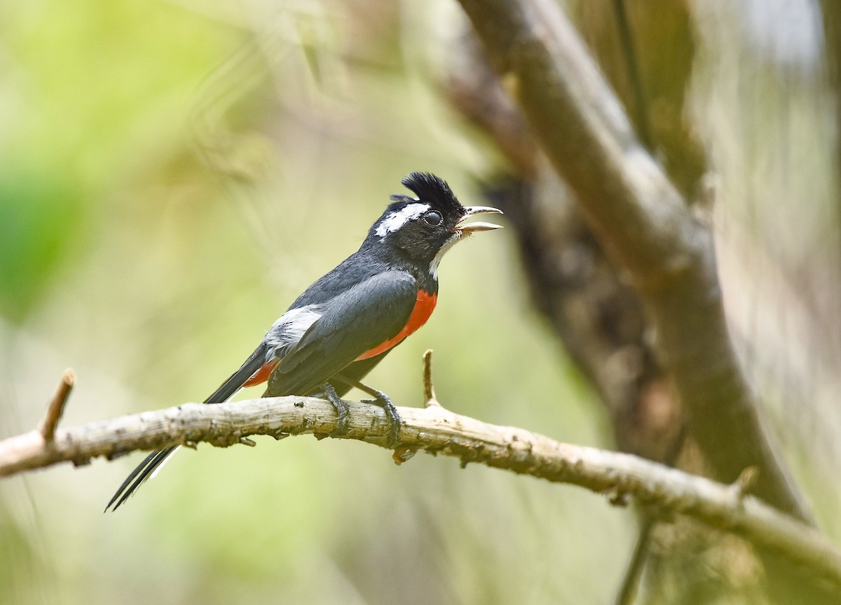 Red-breasted Chat - ML619915757