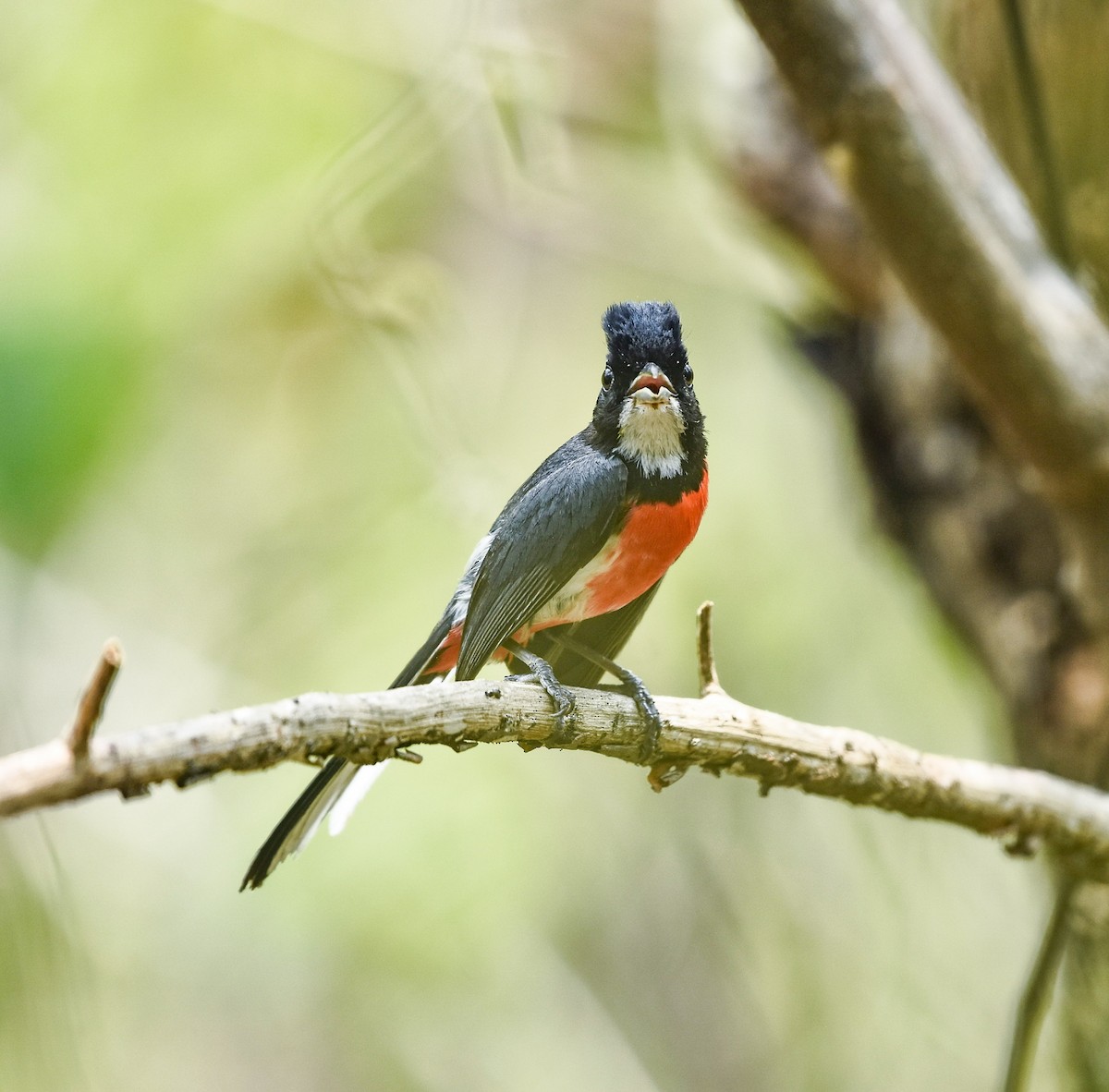 Red-breasted Chat - ML619915758