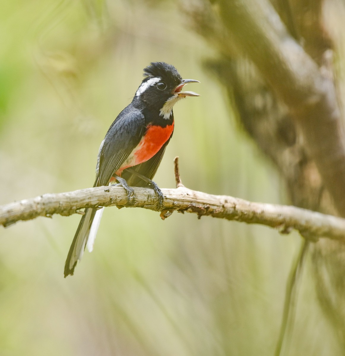 Red-breasted Chat - ML619915759