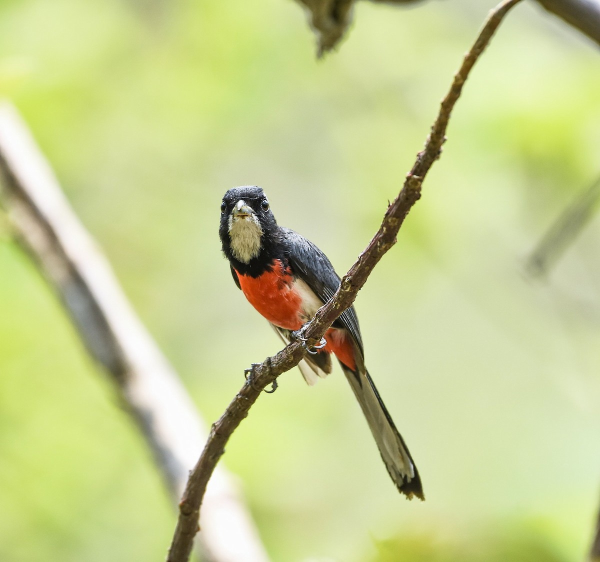 Red-breasted Chat - ML619915760