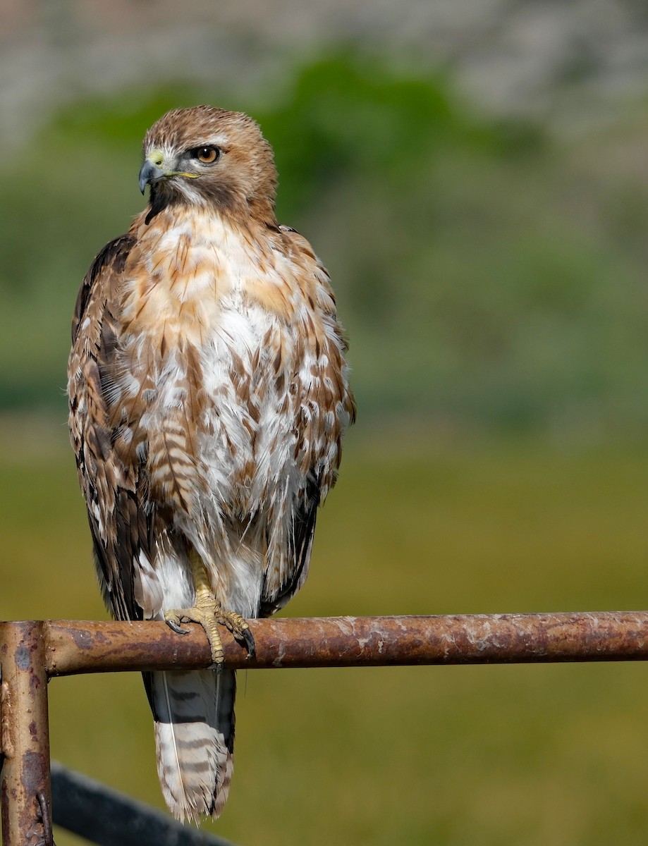 Red-tailed Hawk - ML619915766
