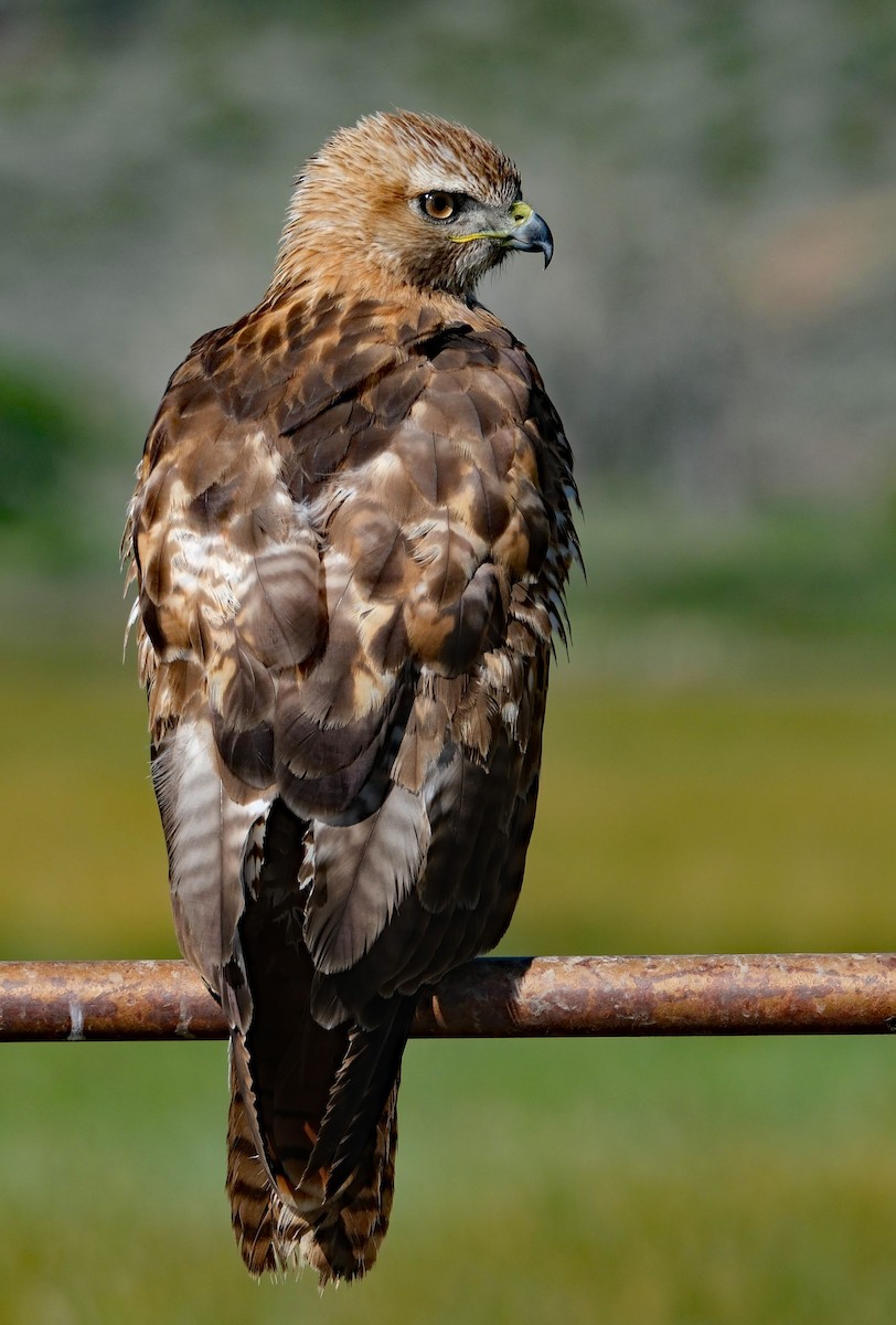 Red-tailed Hawk - ML619915768