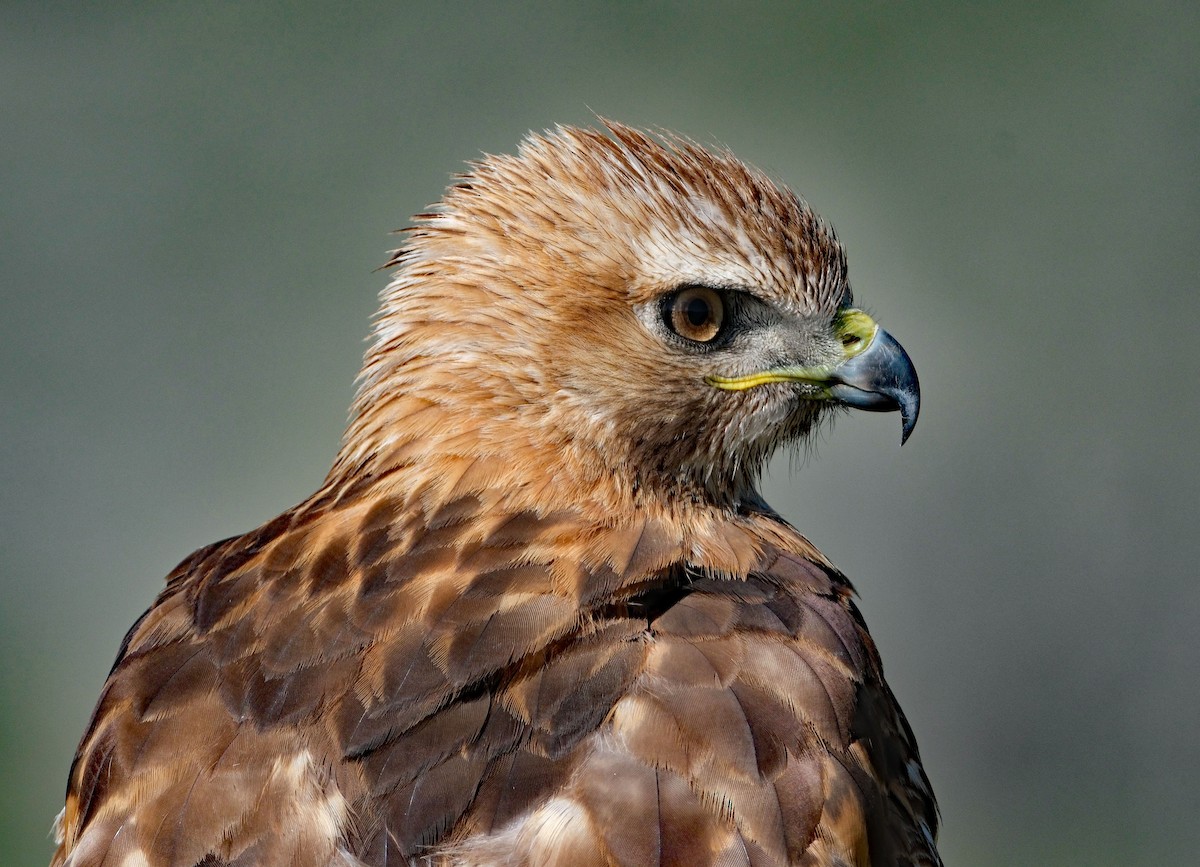 Red-tailed Hawk - ML619915772