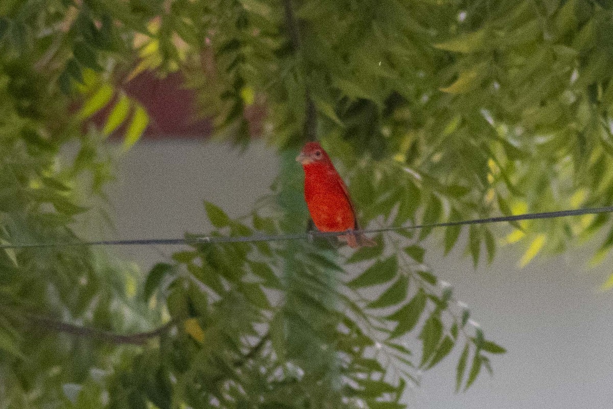 Summer Tanager - ML619915774