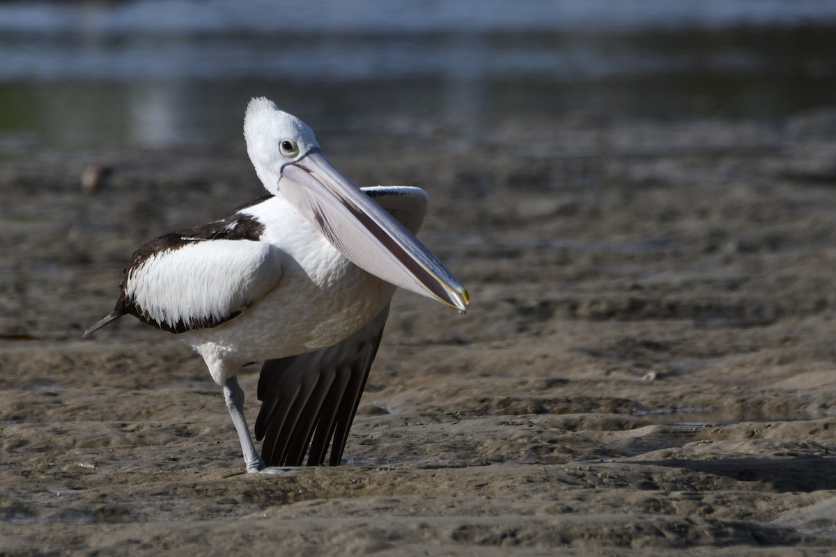 pelikán australský - ML619915791