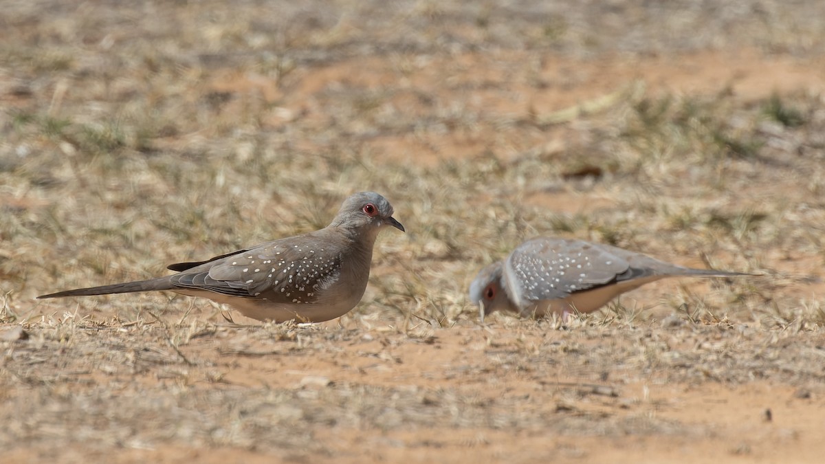 Diamond Dove - ML619915803