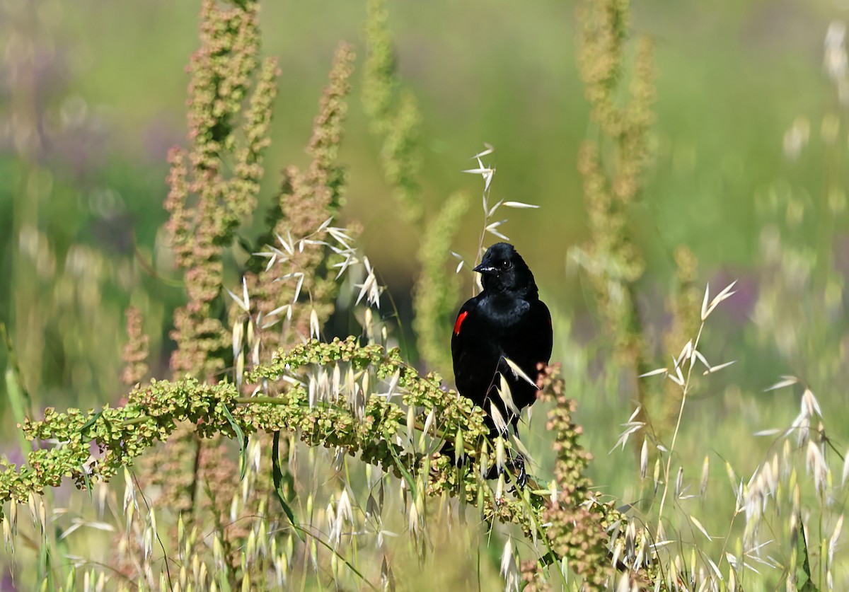 Red-winged Blackbird - ML619915808