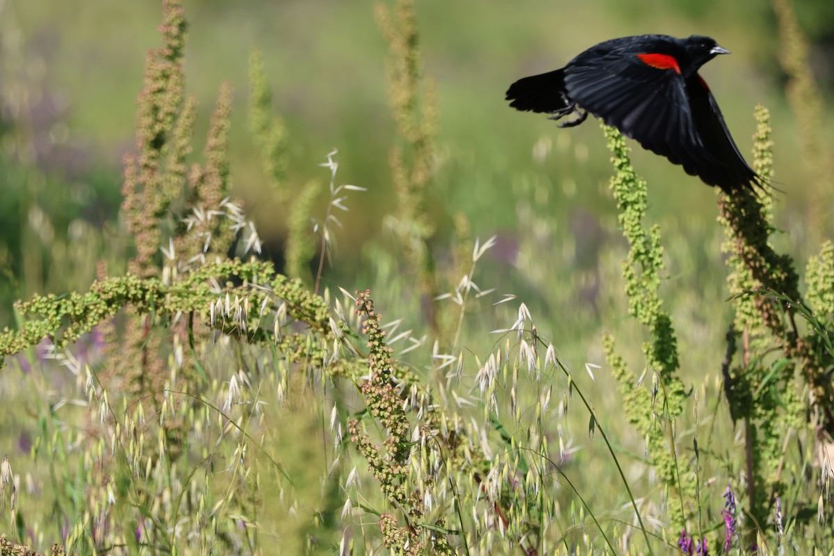 Red-winged Blackbird - ML619915813