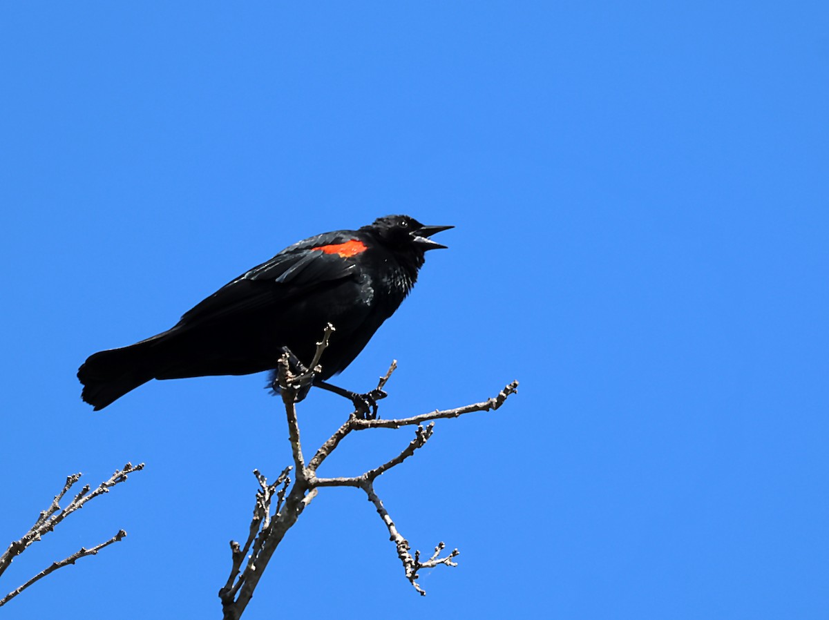 Red-winged Blackbird - ML619915820