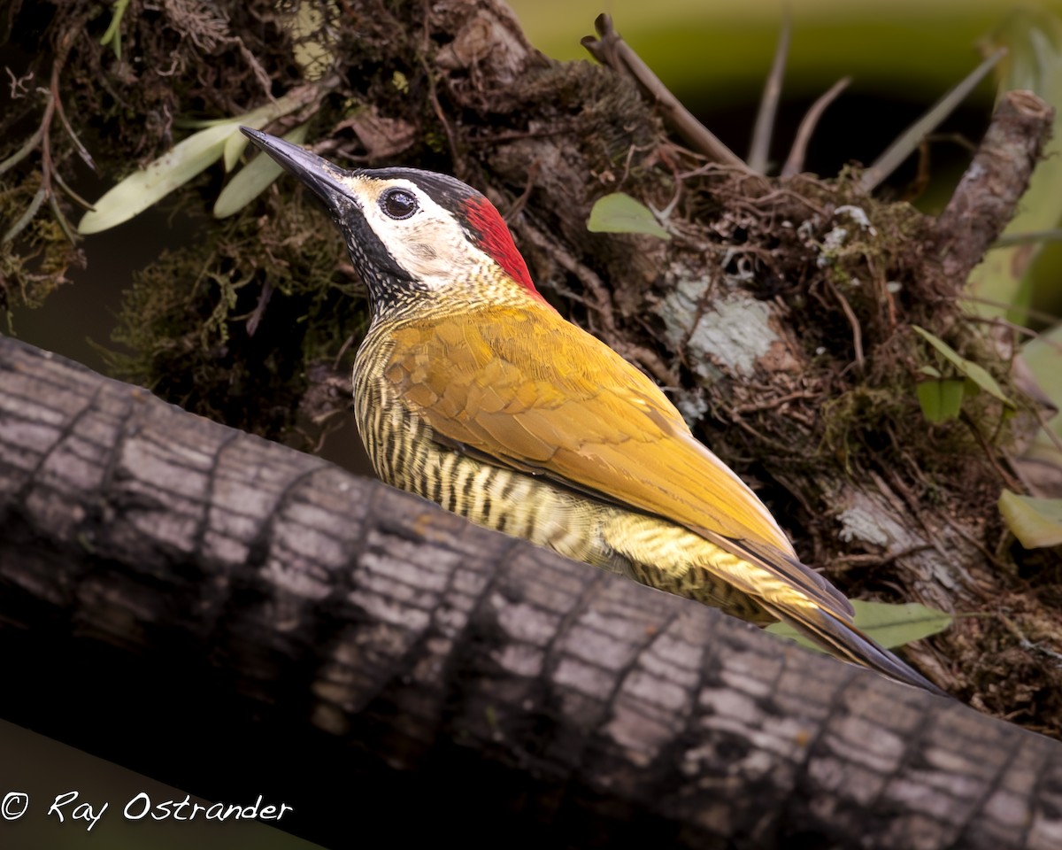 Golden-olive Woodpecker - ML619915822