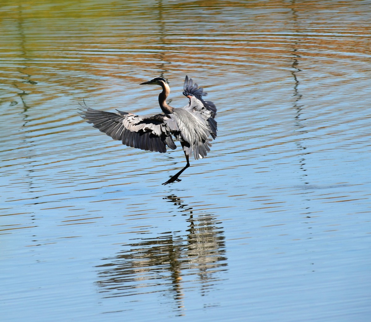 Great Blue Heron - ML619915824