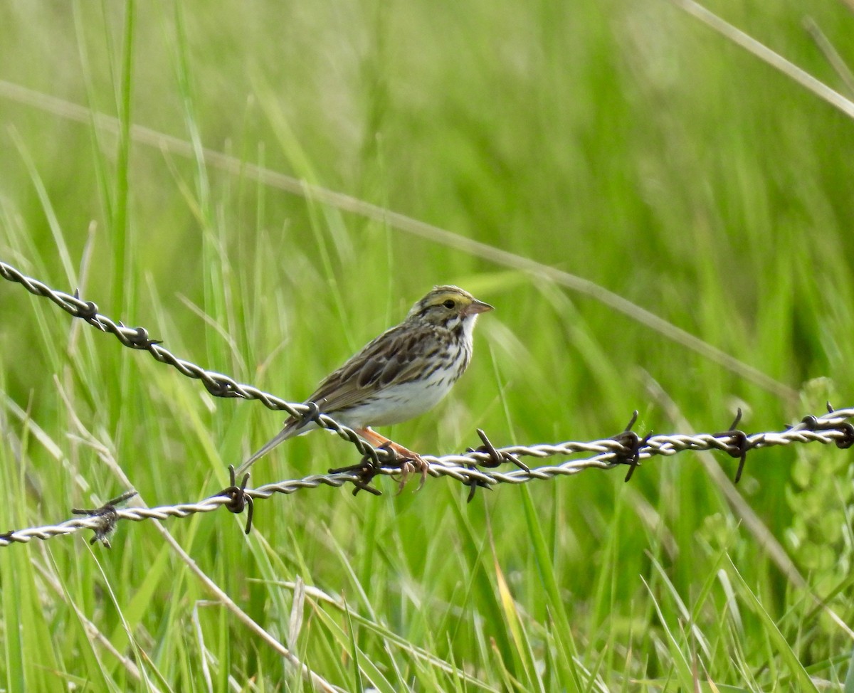 Savannah Sparrow - ML619915826