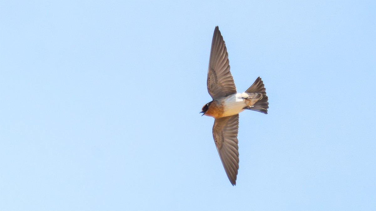 Cave Swallow - Hector Cayetano
