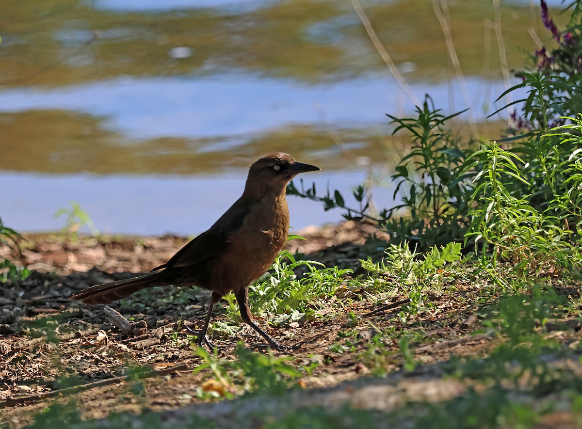 Great-tailed Grackle - ML619915836