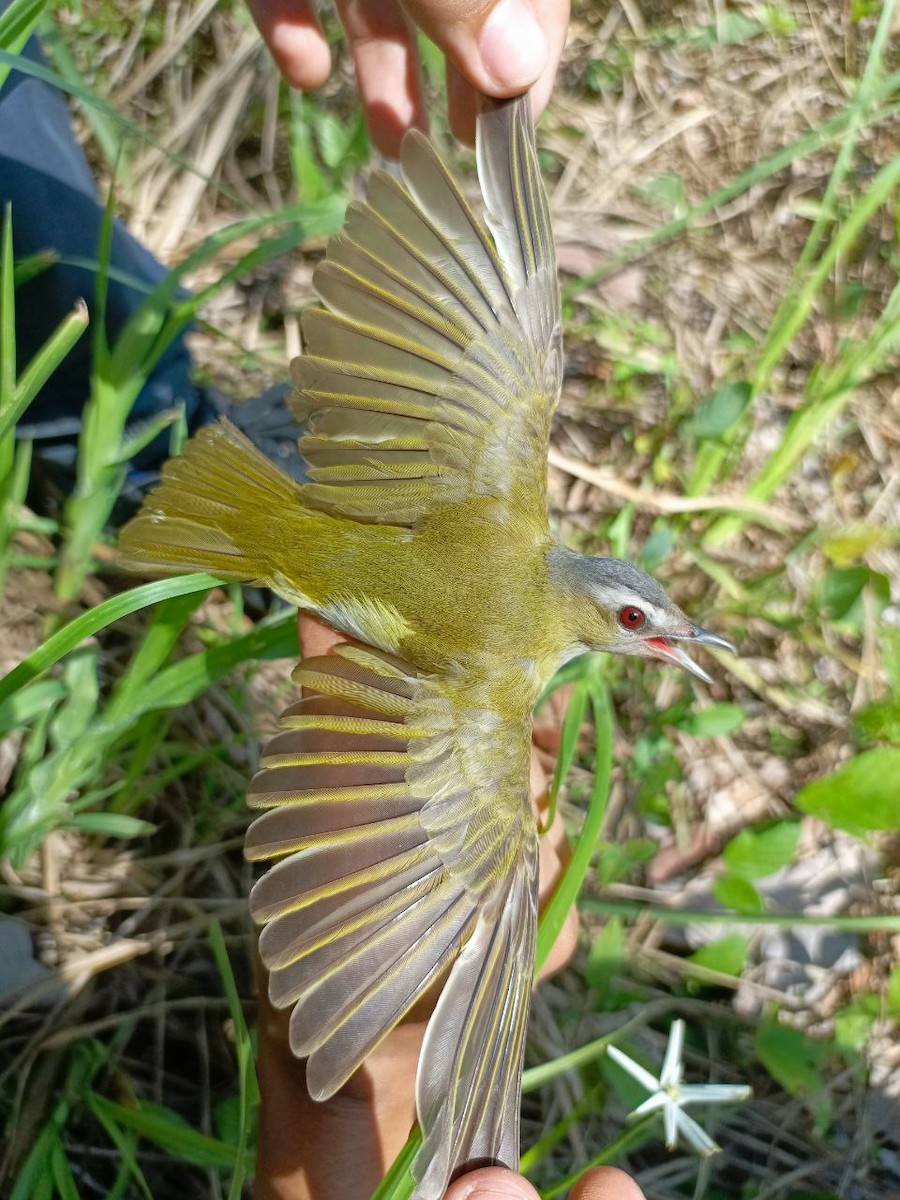 rødøyevireo/brunøyevireo - ML619915852