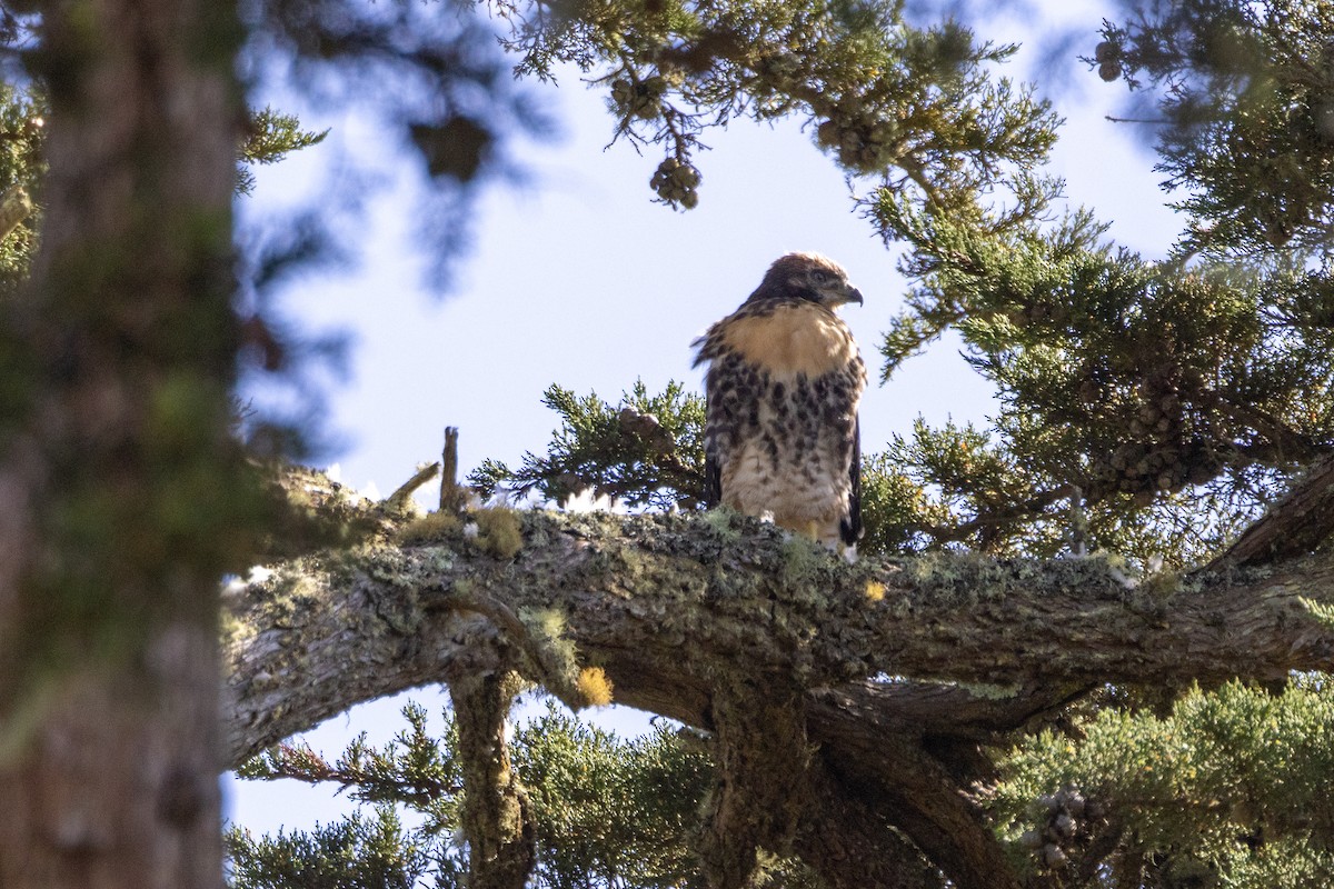 Red-tailed Hawk - ML619915878