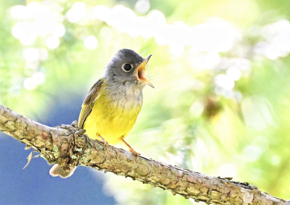 Gray-headed Canary-Flycatcher - ML619915890