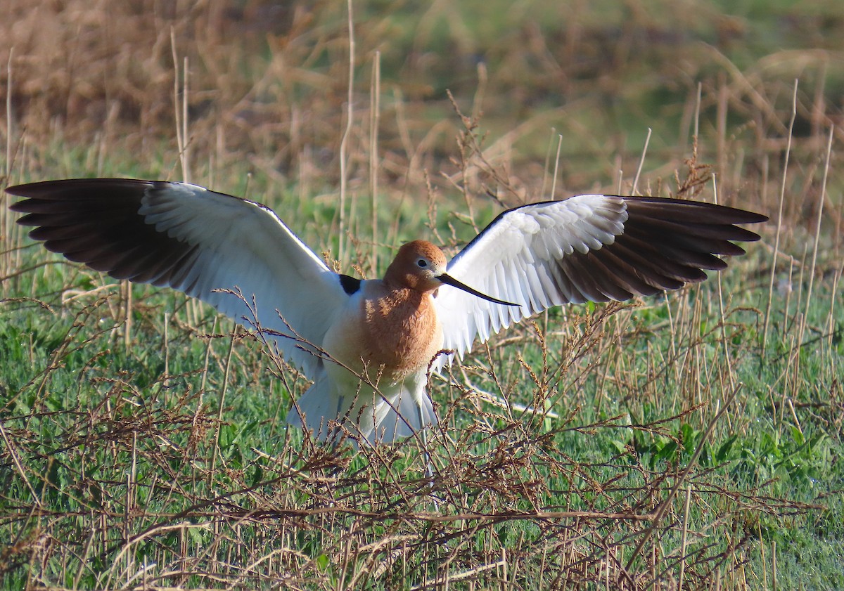 Avoceta Americana - ML619915899